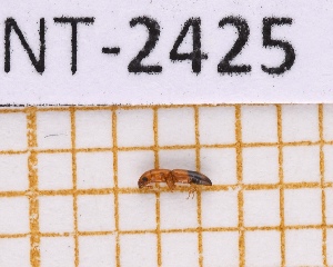  ( - JT-ANT-2425)  @11 [ ] CC-By (2025) Julien Touroult MNHN