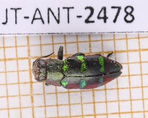  ( - JT-ANT-2478)  @11 [ ] CC-By (2025) Julien Touroult MNHN