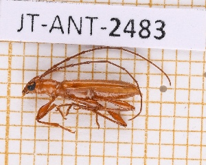  (Stizocera insulana - JT-ANT-2483)  @11 [ ] CC-By (2025) Julien Touroult MNHN