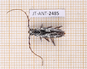  ( - JT-ANT-2485)  @11 [ ] CC-By (2025) Julien Touroult MNHN