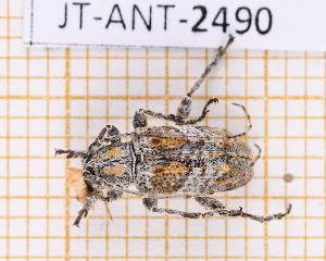  ( - JT-ANT-2490)  @11 [ ] CC-By (2025) Julien Touroult MNHN