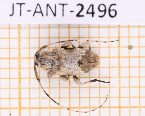  ( - JT-ANT-2496)  @11 [ ] CC-By (2025) Julien Touroult MNHN