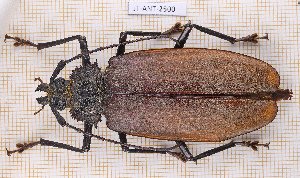  ( - JT-ANT-2500)  @11 [ ] CC-By (2025) Julien Touroult MNHN