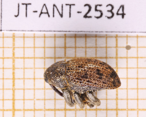  ( - JT-ANT-2534)  @11 [ ] CC-By (2025) Julien Touroult MNHN