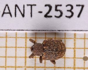  ( - JT-ANT-2537)  @11 [ ] CC-By (2025) Julien Touroult MNHN