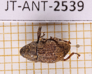  ( - JT-ANT-2539)  @11 [ ] CC-By (2025) Julien Touroult MNHN