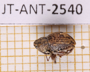  ( - JT-ANT-2540)  @11 [ ] CC-By (2025) Julien Touroult MNHN