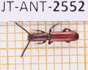  (Taphroscelidia - JT-ANT-2552)  @11 [ ] CC-By (2025) Julien Touroult MNHN