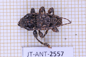  ( - JT-ANT-2557)  @11 [ ] CC-By (2025) Julien Touroult MNHN