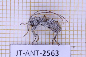  ( - JT-ANT-2563)  @11 [ ] CC-By (2025) Julien Touroult MNHN