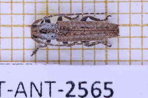  (Ataxia spinicauda - JT-ANT-2565)  @11 [ ] CC-By (2025) Julien Touroult MNHN