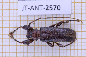  (Neseuterpia fiardi - JT-ANT-2570)  @11 [ ] CC-By (2025) Julien Touroult MNHN