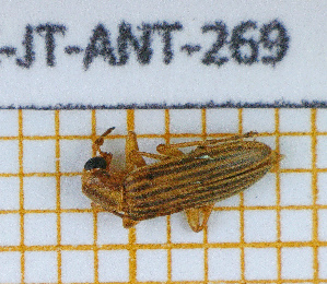  (Oxycopis vittata - BC-JT-ANT-269)  @11 [ ] Copyright (2020) Julien Touroult Museum national d'Histoire naturelle