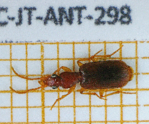  ( - BC-JT-ANT-298)  @11 [ ] Copyright (2020) Julien Touroult Museum national d'Histoire naturelle