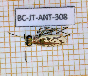  (Cylindera suturalis - BC-JT-ANT-308)  @11 [ ] Copyright (2020) Julien Touroult Museum national d'Histoire naturelle