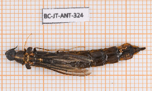  ( - BC-JT-ANT-324)  @11 [ ] Copyright (2020) Julien Touroult Museum national d'Histoire naturelle