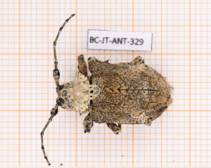  (Onychocerus scorpio - BC-JT-ANT-329)  @11 [ ] Copyright (2020) Julien Touroult Museum national d'Histoire naturelle