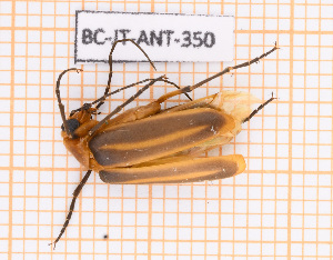  (Pseudozonitis marginata - BC-JT-ANT-350)  @11 [ ] Copyright (2020) Julien Touroult Museum national d'Histoire naturelle