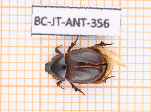  ( - BC-JT-ANT-356)  @11 [ ] Copyright (2020) Julien Touroult Museum national d'Histoire naturelle