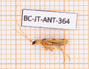  ( - BC-JT-ANT-364)  @11 [ ] Copyright (2020) Julien Touroult Museum national d'Histoire naturelle