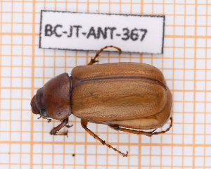  (Phyllophaga abudantuni - BC-JT-ANT-367)  @11 [ ] Copyright (2020) Julien Touroult Museum national d'Histoire naturelle