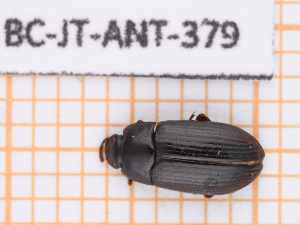  ( - BC-JT-ANT-379)  @11 [ ] Copyright (2020) Julien Touroult Museum national d'Histoire naturelle