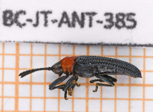  (Chalepus sanguinicollis - BC-JT-ANT-385)  @11 [ ] Copyright (2020) Julien Touroult Museum national d'Histoire naturelle