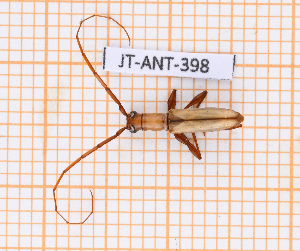  ( - JT-ANT-398)  @11 [ ] Copyright (2020) Julien Touroult Museum national d'Histoire naturelle