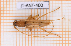  ( - JT-ANT-400)  @11 [ ] Copyright (2020) Julien Touroult Museum national d'Histoire naturelle