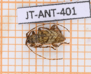  ( - JT-ANT-401)  @11 [ ] Copyright (2020) Julien Touroult Museum national d'Histoire naturelle