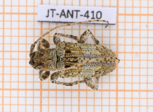  ( - JT-ANT-410)  @11 [ ] Copyright (2020) Julien Touroult Museum national d'Histoire naturelle