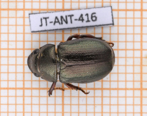  (Leucothyreus guadulpiensis - JT-ANT-416)  @11 [ ] Copyright (2020) Julien Touroult Museum national d'Histoire naturelle