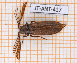  (Callirhipis lherminieri - JT-ANT-417)  @11 [ ] Copyright (2020) Julien Touroult Museum national d'Histoire naturelle
