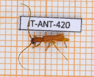  ( - JT-ANT-420)  @11 [ ] Copyright (2020) Julien Touroult Museum national d'Histoire naturelle