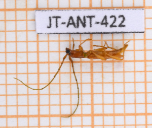  ( - JT-ANT-422)  @11 [ ] Copyright (2020) Julien Touroult Museum national d'Histoire naturelle