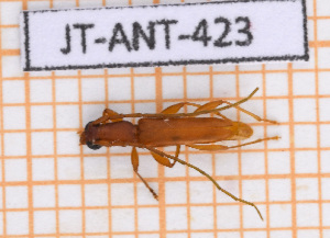  ( - JT-ANT-423)  @11 [ ] Copyright (2020) Julien Touroult Museum national d'Histoire naturelle