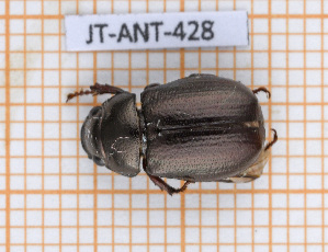  (Leucothyreus guadulpiensis - JT-ANT-428)  @11 [ ] Copyright (2020) Julien Touroult Museum national d'Histoire naturelle