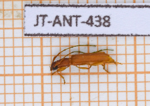  ( - JT-ANT-438)  @11 [ ] Copyright (2020) Julien Touroult Museum national d'Histoire naturelle
