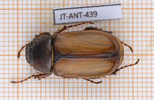  (Phyllophaga plaei - JT-ANT-439)  @11 [ ] Copyright (2020) Julien Touroult Museum national d'Histoire naturelle