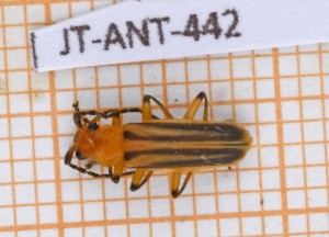  (Tylocerus maculicornis - JT-ANT-442)  @11 [ ] Copyright (2020) Julien Touroult Museum national d'Histoire naturelle