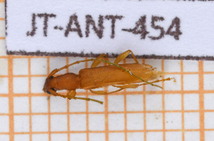  ( - JT-ANT-454)  @11 [ ] Copyright (2020) Julien Touroult Museum national d'Histoire naturelle