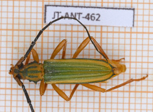  ( - JT-ANT-462)  @11 [ ] Copyright (2020) Julien Touroult Museum national d'Histoire naturelle