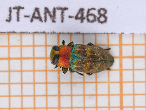  ( - JT-ANT-468)  @11 [ ] Copyright (2020) Julien Touroult Museum national d'Histoire naturelle