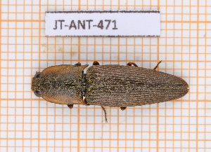  (Lygelater ignitus - JT-ANT-471)  @11 [ ] Copyright (2020) Julien Touroult Museum national d'Histoire naturelle