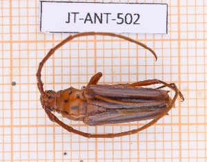  (Oxymerus aculeatus - JT-ANT-502)  @11 [ ] CC-By (2021) Julien Touroult Muséum national d'histoire naturelle, Paris