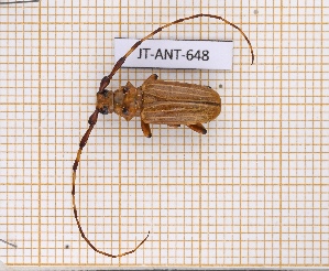  ( - JT-ANT-648)  @11 [ ] CC-By (2021) Julien Touroult Muséum national d'histoire naturelle, Paris