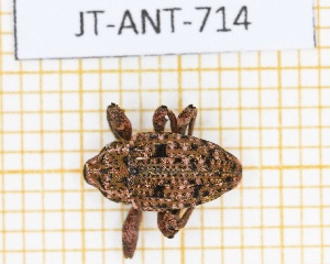  ( - JT-ANT-714)  @11 [ ] CC-By (2021) Julien Touroult Mus&eacute;um national d'histoire naturelle, Paris