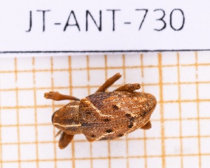  (Oxytenopterus obliquevittis - JT-ANT-730)  @11 [ ] CC-By (2021) Julien Touroult Muséum national d'histoire naturelle, Paris