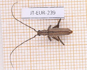  ( - JT-EUR-239)  @11 [ ] Creative common (2022) Julien Touroult Museum national d'Histoire naturelle, Paris