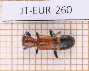  (Opilo taeniatus - JT-EUR-260)  @11 [ ] Creative common (2022) Julien Touroult Museum national d'Histoire naturelle, Paris